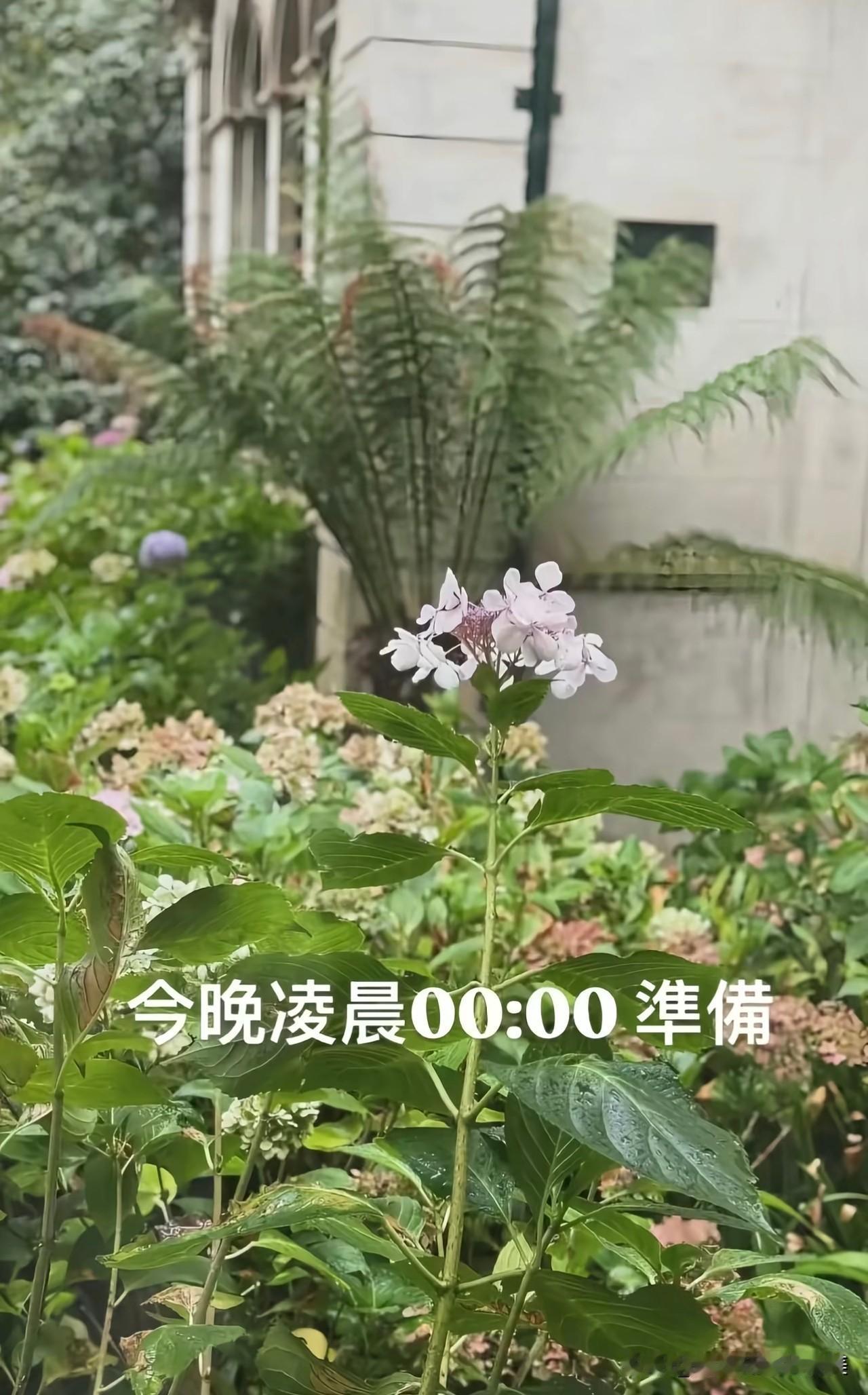 谁能想到，

凌晨零点就能蹲到周杰伦的新歌消息，

歌迷们真的太幸福了！周杰伦晒