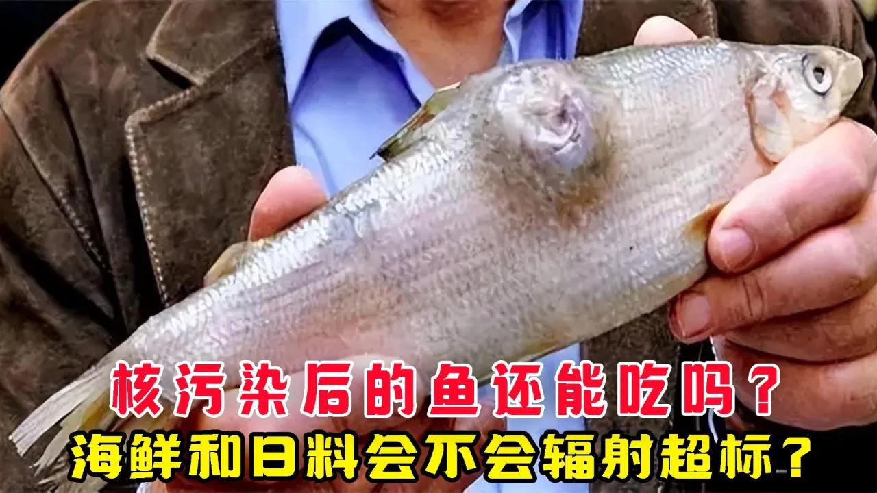 不长记性！当初日本把核污水往海里倒，全球骂声一片，连海鲜都没人碰。可两年过去，不