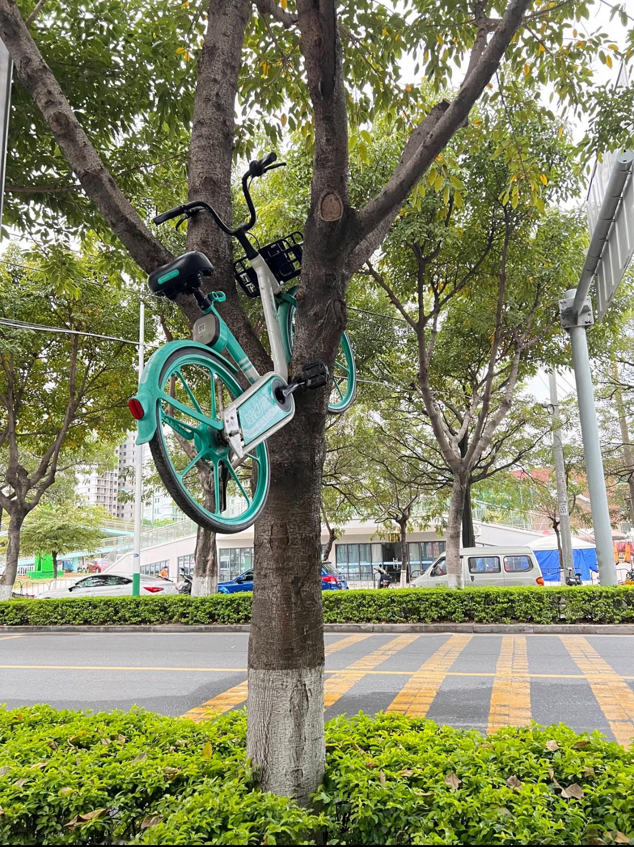 共享单车：家人们我今天上树了你敢信…