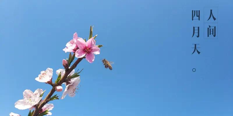 AI妙生图四月呀百花开。