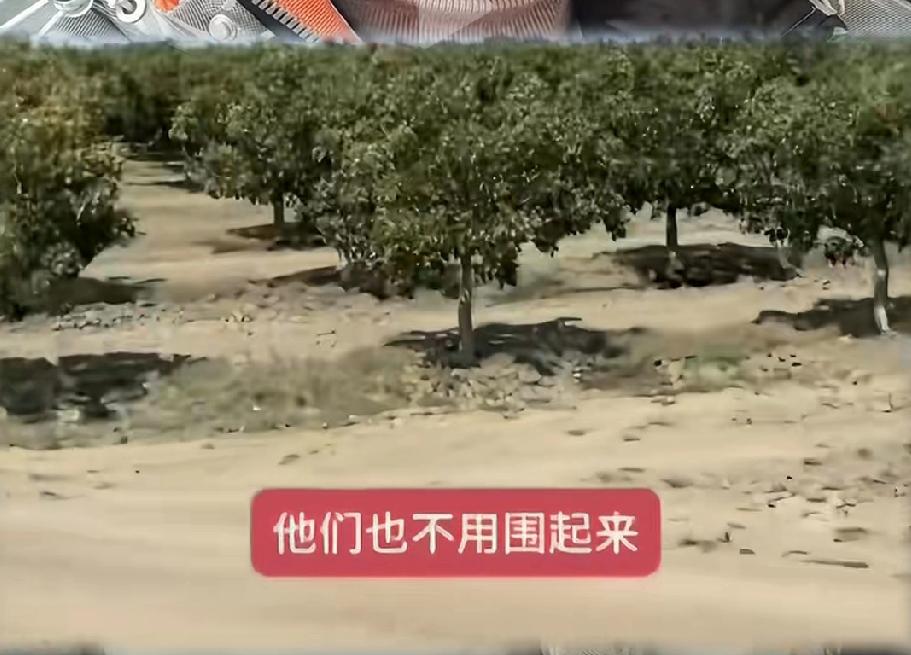 有博主制作了一个视频，说美国的果园没人看管，不围围栏，是为了方便路人只要口渴了就