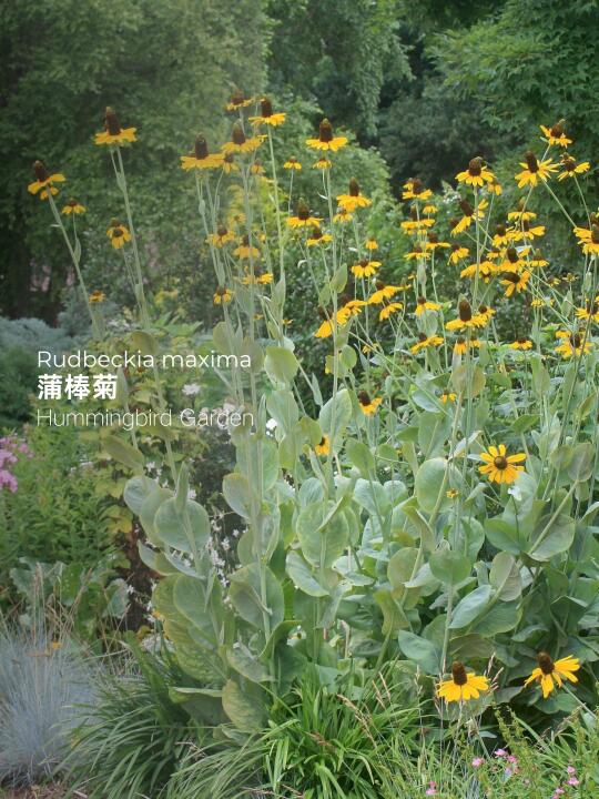 夏季花园竖线条黄色耐热耐寒-蒲棒菊