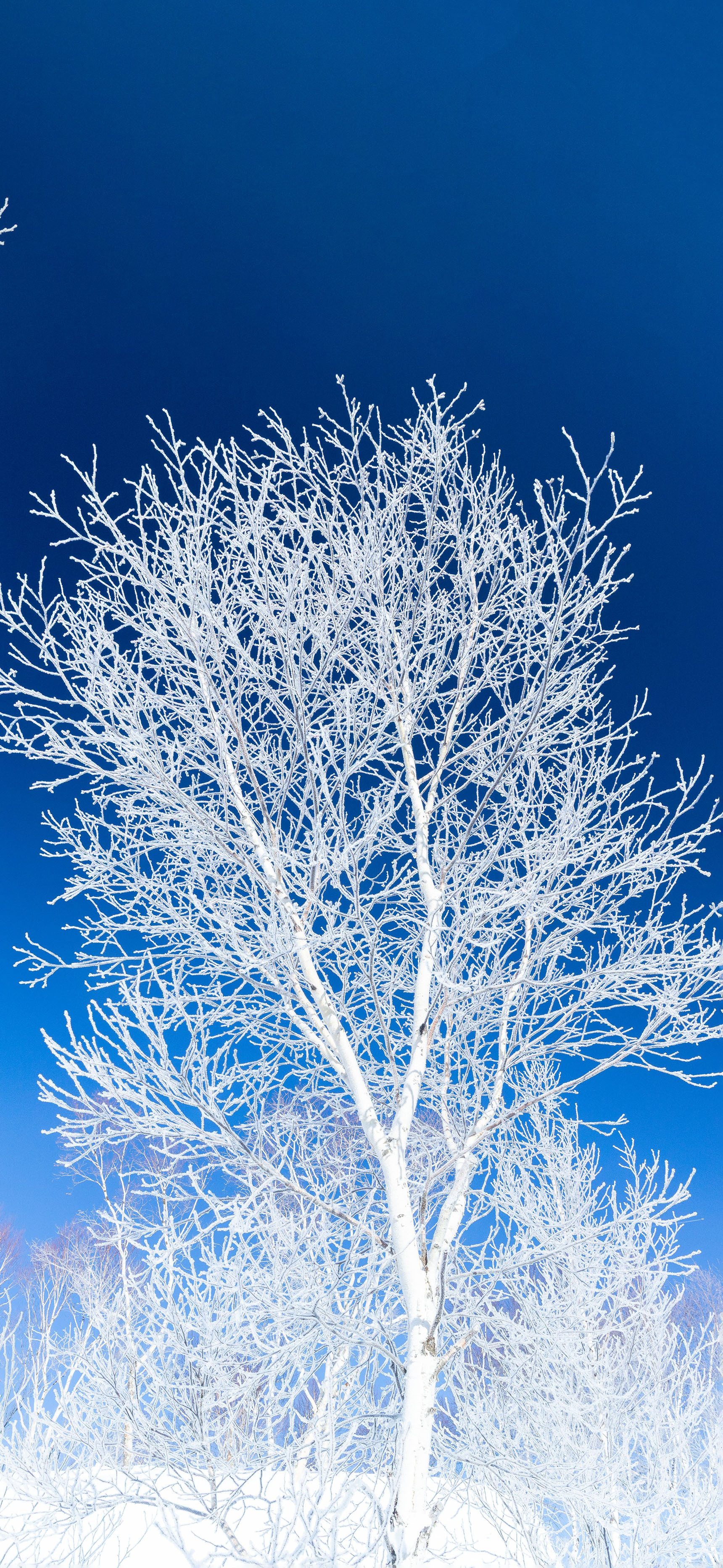 莱分享 今日iPhone 壁纸分享 