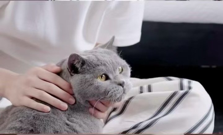 舒客把穆祉丞的猫请来了穆祉丞面团预热视频 面团飞升记 