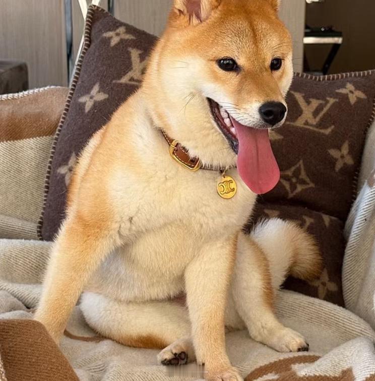 杨兰兰的柴犬，佩戴价值990澳元的Celine项圈，还有LV枕头和爱马仕毯子。杨