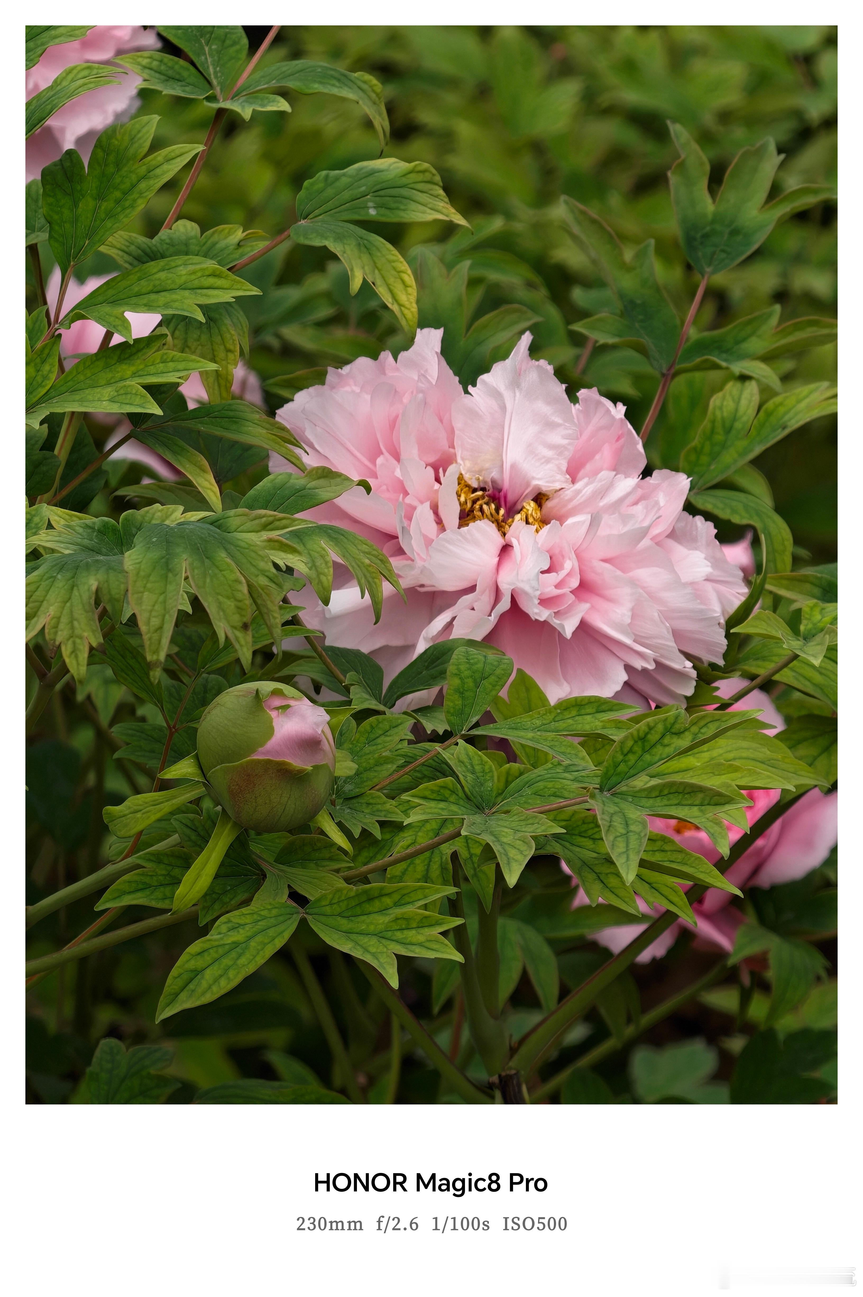 谁懂这次换手机的意义 从旧机器跨越到荣耀Magic8，这画质感真的是史诗级的。在