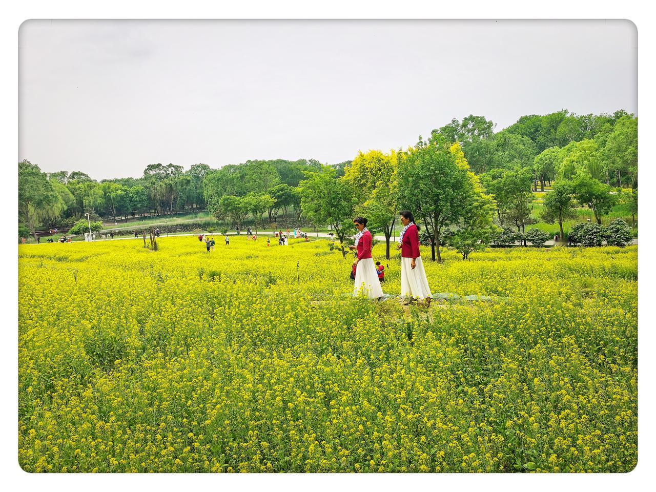 油菜花开放图片5月，北京中坞公园赏油菜花
油菜花氛围照 油菜花花田写真