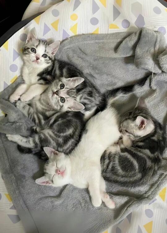 🇭🇰HK買貓💛一窩高質美短曼基BB穩家長