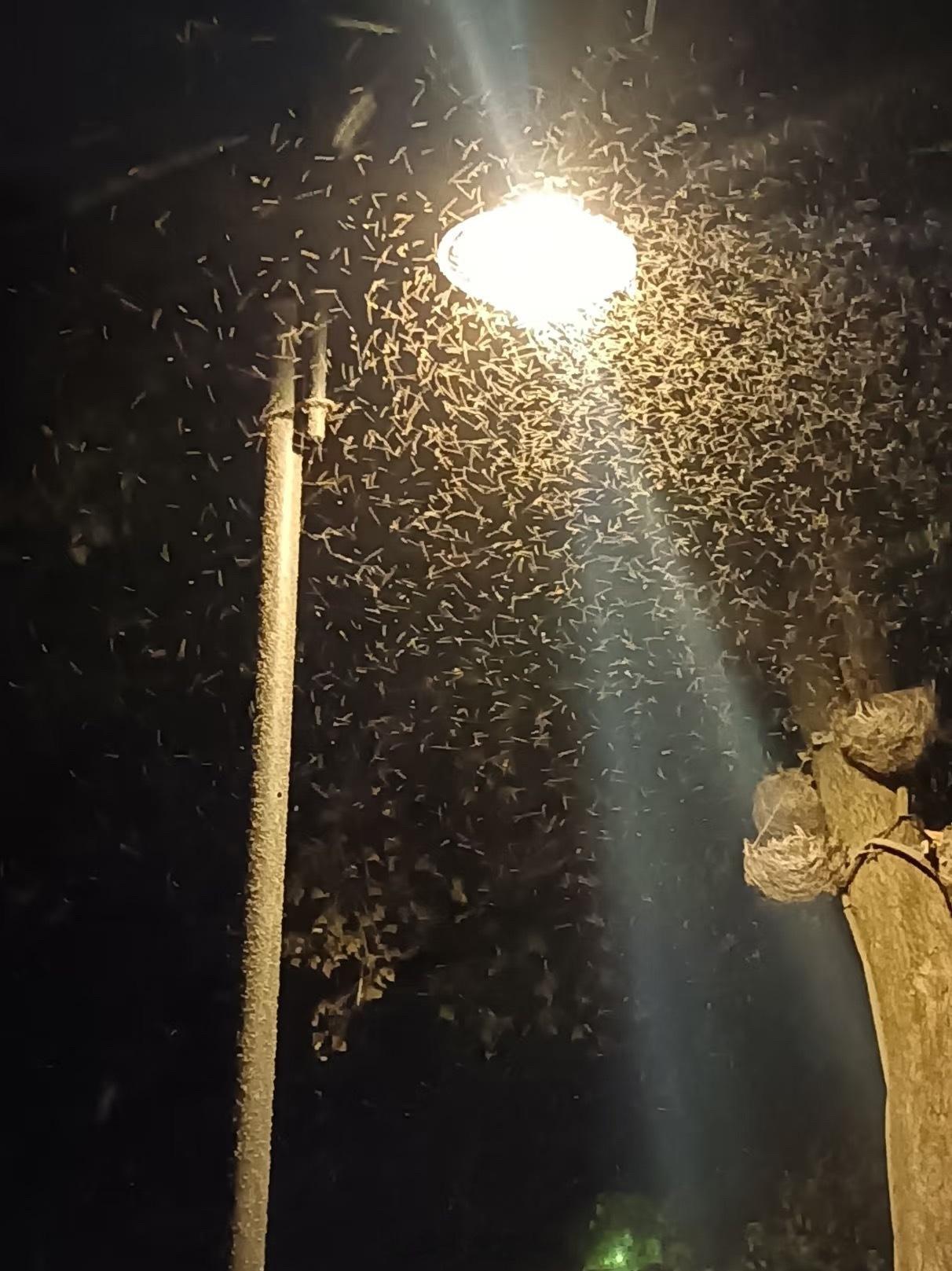 史诗级加强2026迎来超级蚊子年这届蚊子确实史诗级加强了。暖冬让越冬蚊存活率飙升