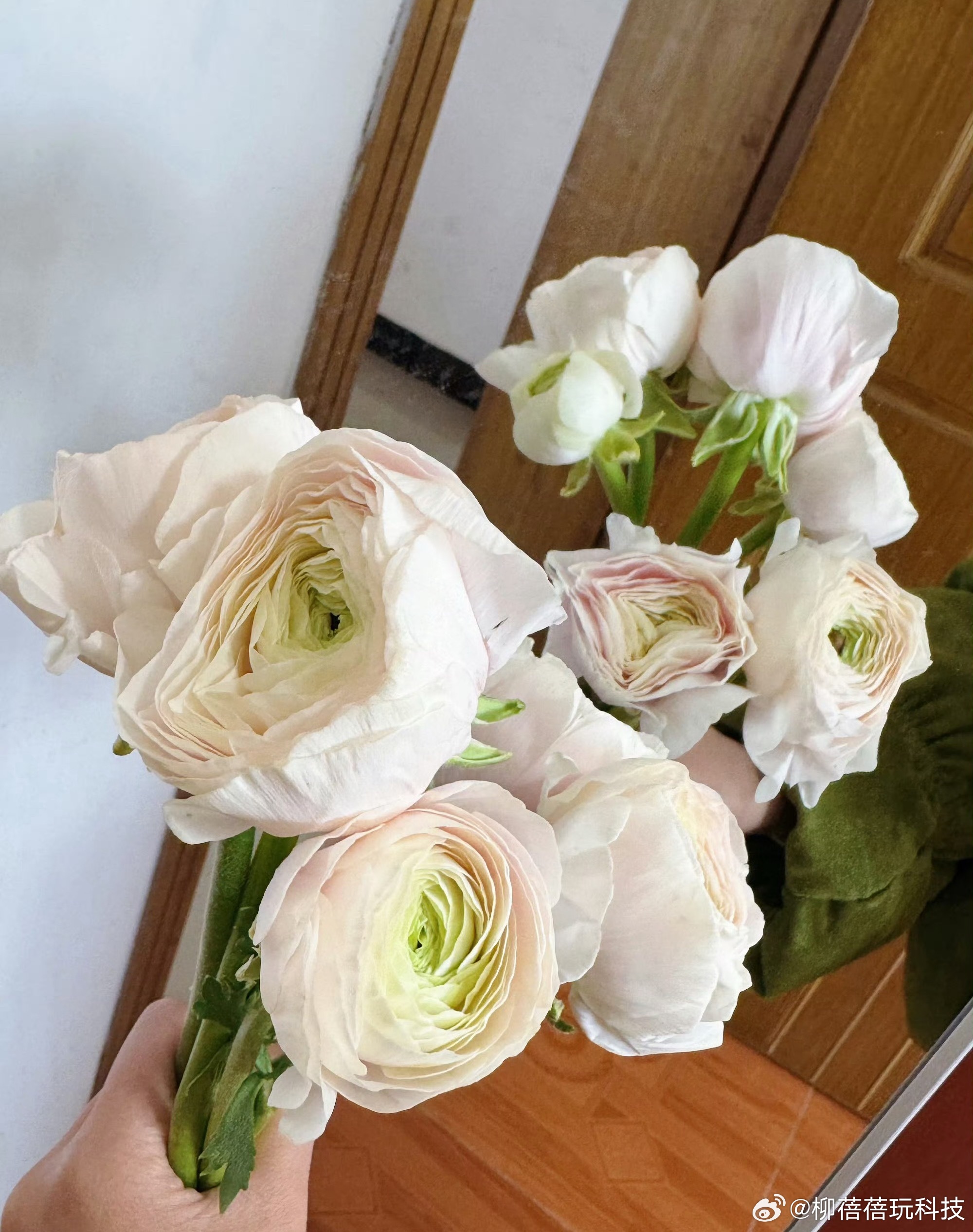 妇女节快乐！祝大家笑容灿烂，自由生长 三八妇女节