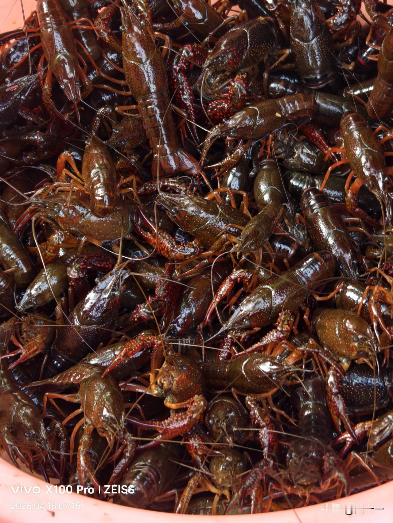 小龙虾大量上市，价格与去年同期便宜不少。

今天去菜市场，发现卖小龙虾的多了起来