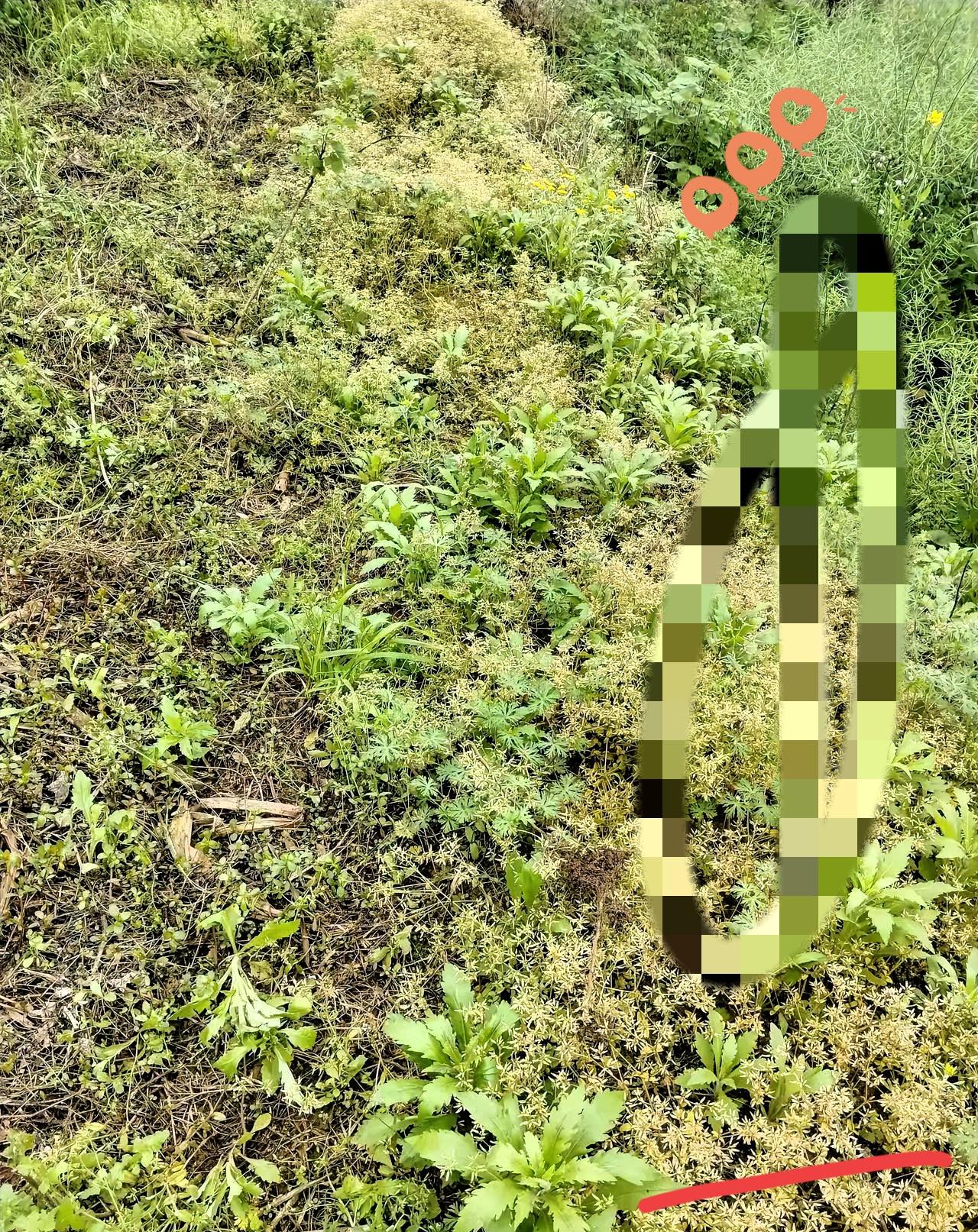 很多人一直都没看懂，滥用除草剂，毁掉的从来都不是杂草，而是我们自己的生活根基。