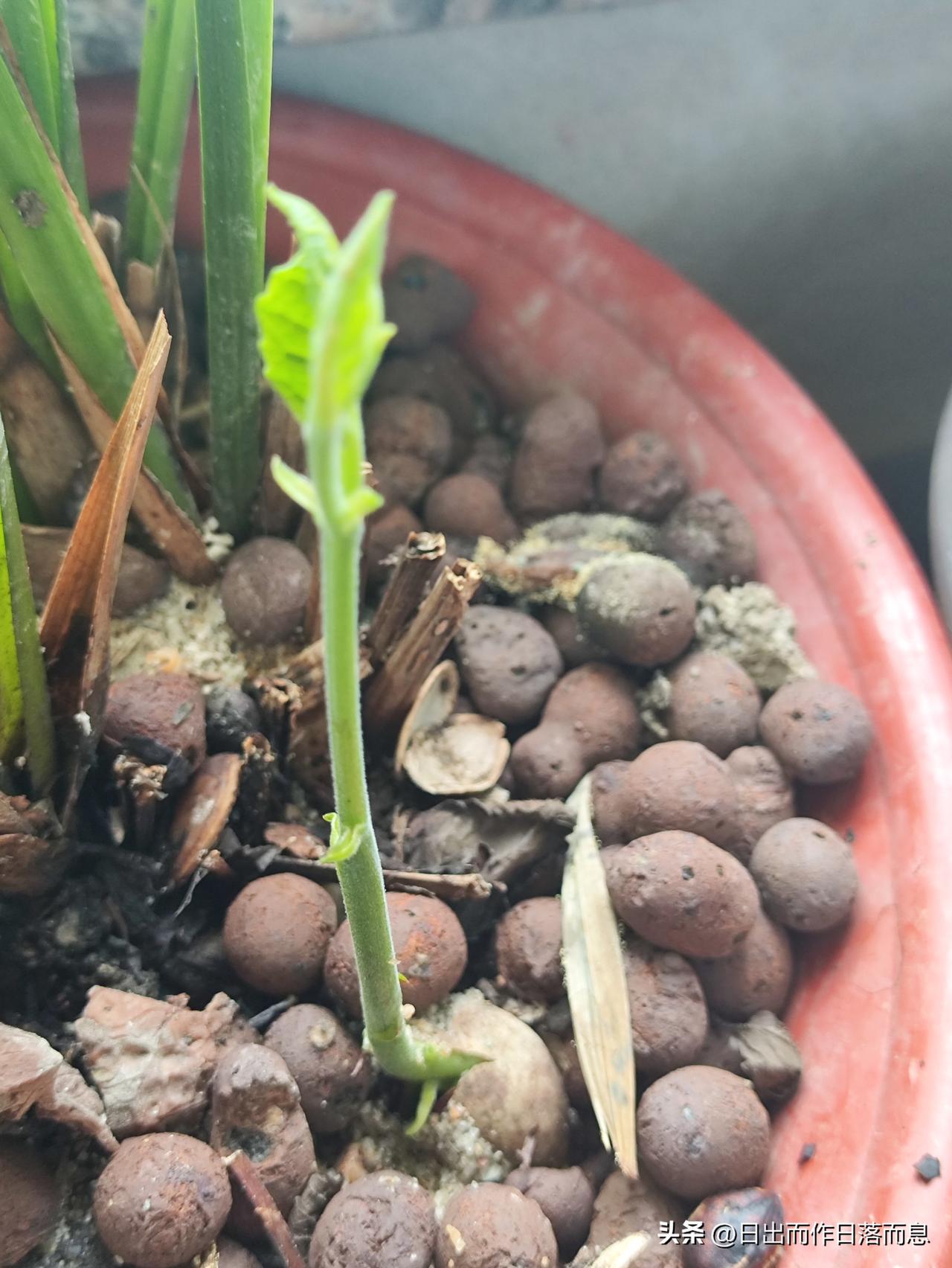 榴莲小种子
发芽了
好硬的小杆子
非常不错哦春日花草摄影 春日花草摄影集 绿意养