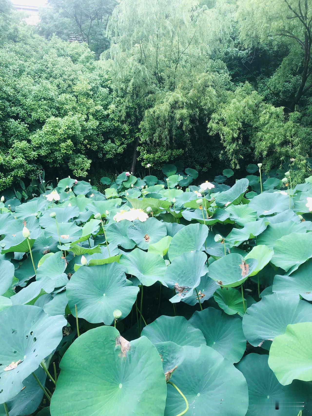 夏日的荷塘满眼绿意，层层荷叶铺满水面，粉、白荷花静静绽放。恰逢细雨绵绵，雨点落在