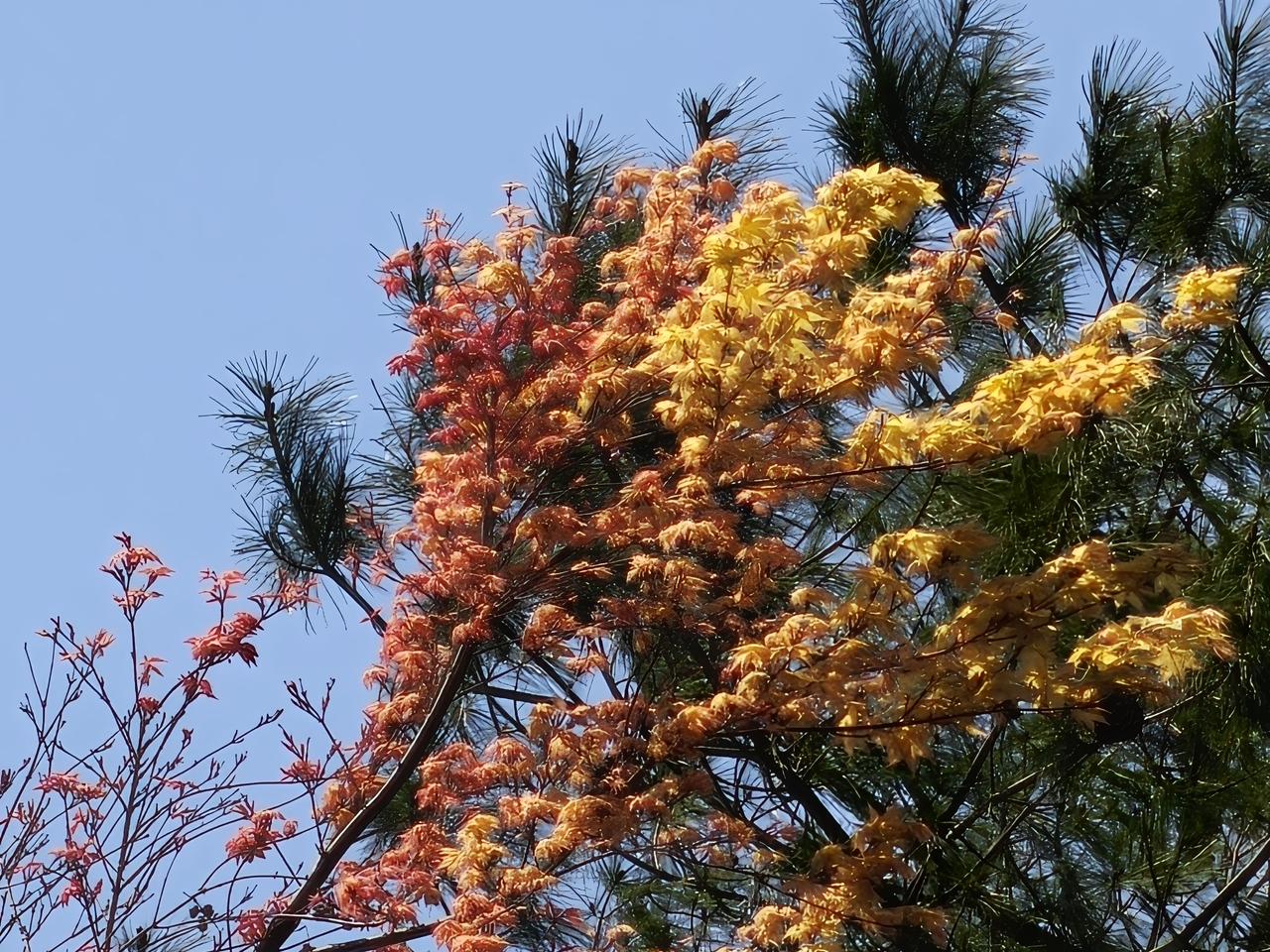 多彩的树叶也很养眼

     进入春天，人们都习惯于春暖花开。进入到昆明玉龙湾