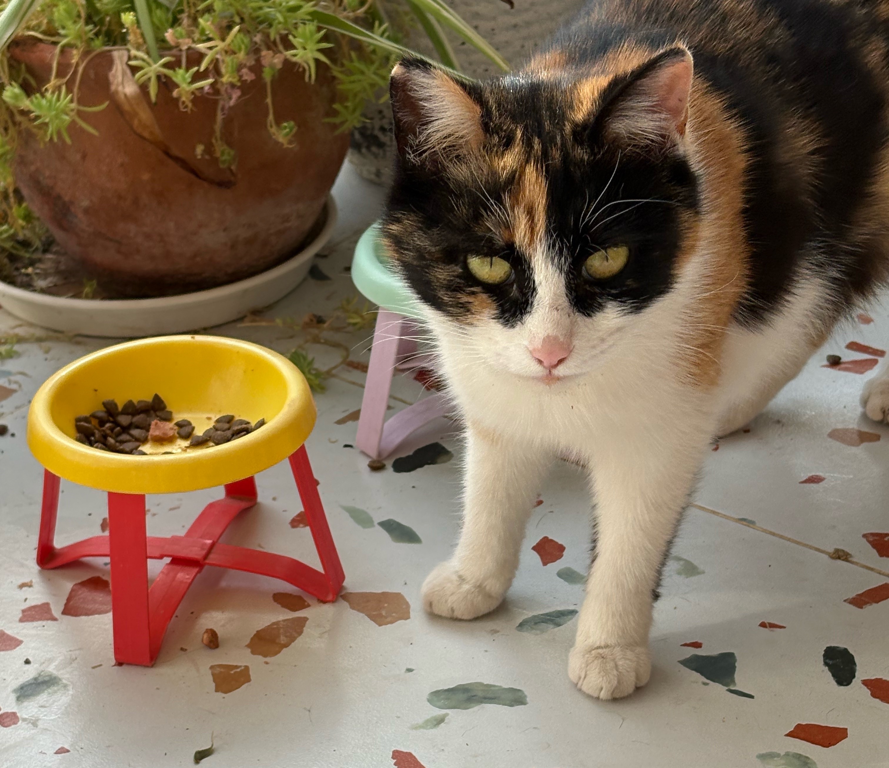 我的花园我的猫 吃饭的、睡觉的，各得其乐～ 