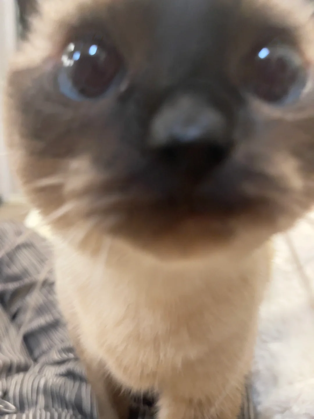 好近 闻到小猫味儿了！谁敢亲！