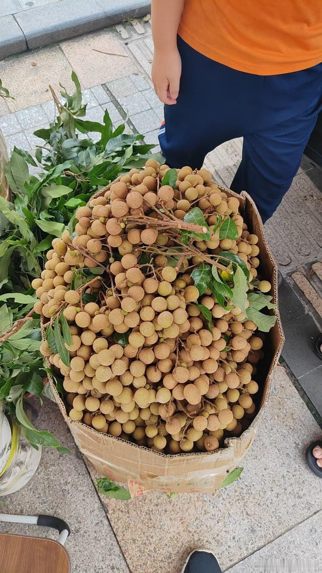 昨天大宝跟爸爸吵架啦，然后今天就被安排去搞龙眼，起因是因为小宝，所以他也被罚去干
