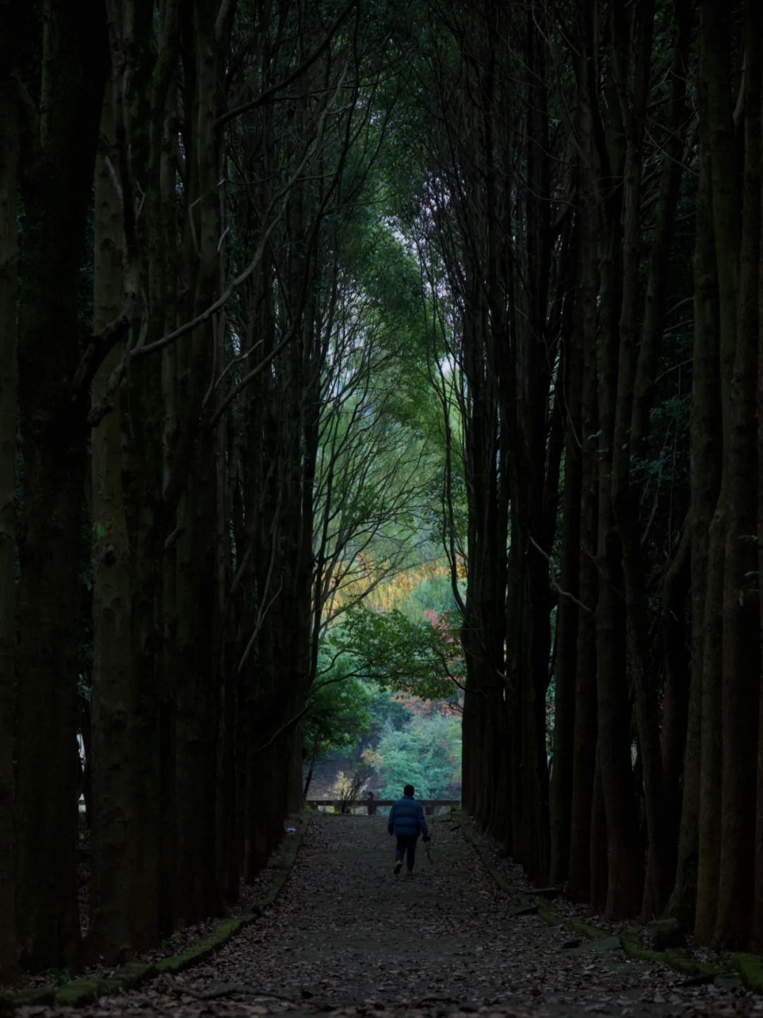 成都森之门🌳龙泉山上的冷门徒步秘境🥾