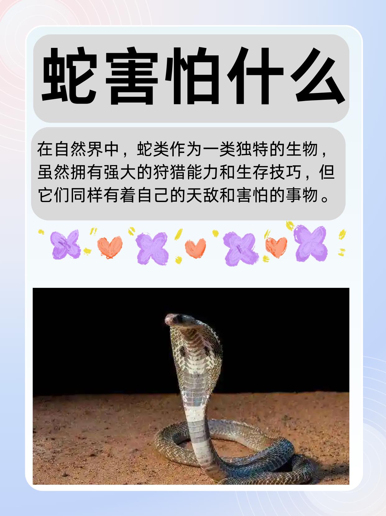 蛇害怕什么？
       春夏时节，蛇爱四处活动，很多人见了都害怕。其实，蛇惧