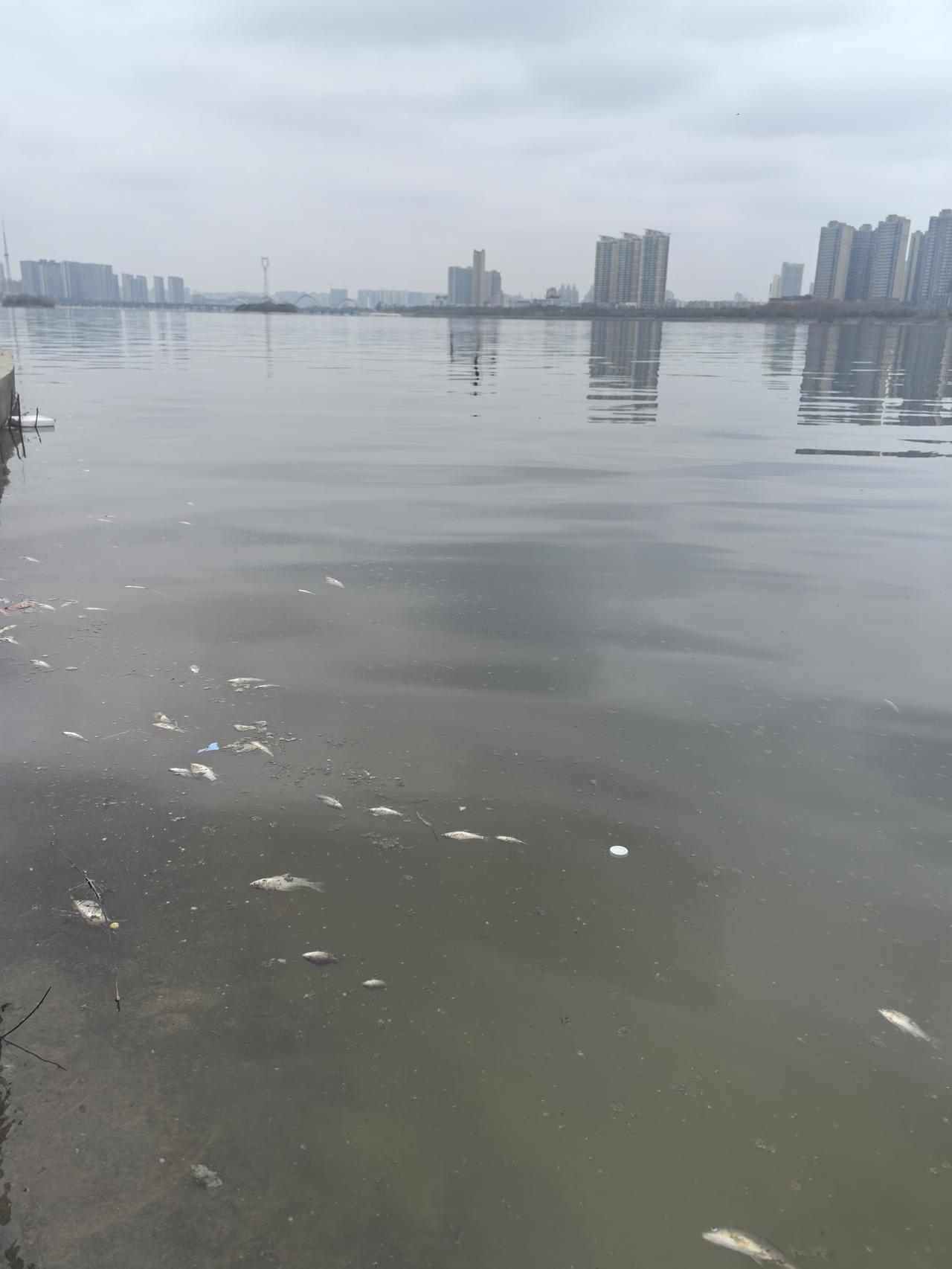 貌似南阳白河水体遭受污染，淯阳桥至雪枫桥河段内水体发绿，水面上漂浮着不少大鱼小鱼