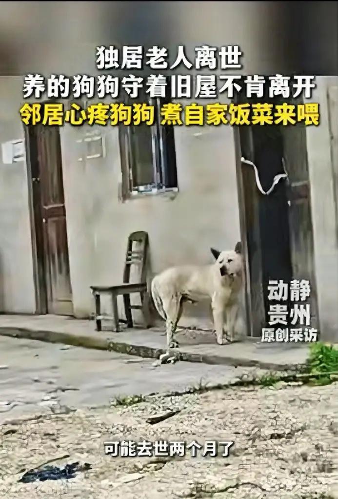 贵州石阡，一独居老人突然离世，老人养的狗狗却守着旧屋久久不肯离开，附近邻居看见狗