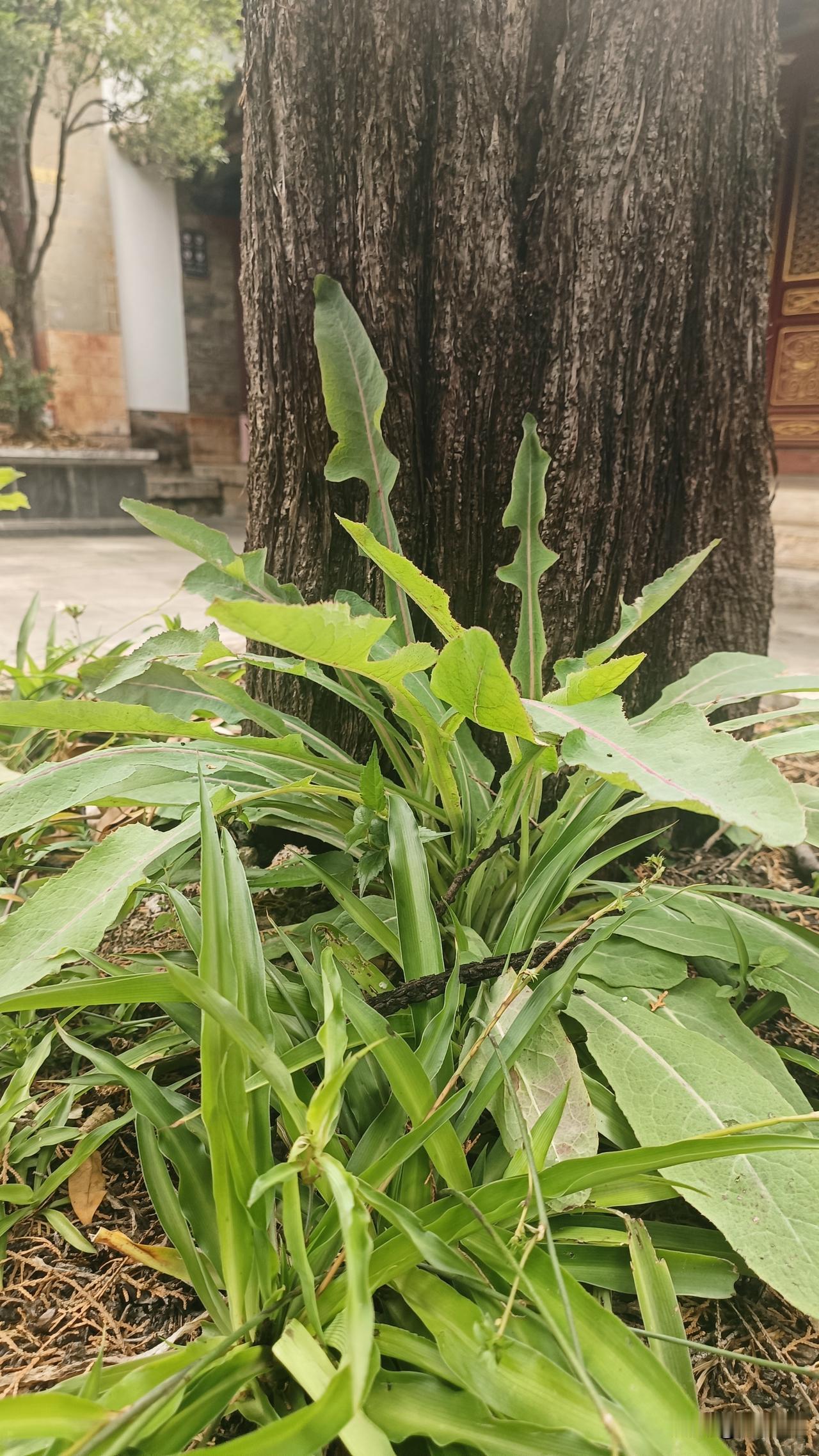 近来看到街上流浪狗又在泛滥，绿化地带有狗粪乱拉。真担心伤到人，心里十分厌恶，真想
