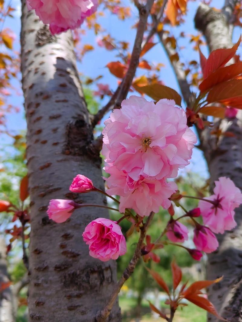 虞美人 · 春花

春回大地花繁婘。蕊叶灵光现。蜂飞蝶舞戏花颜，独步长廊景观、悦