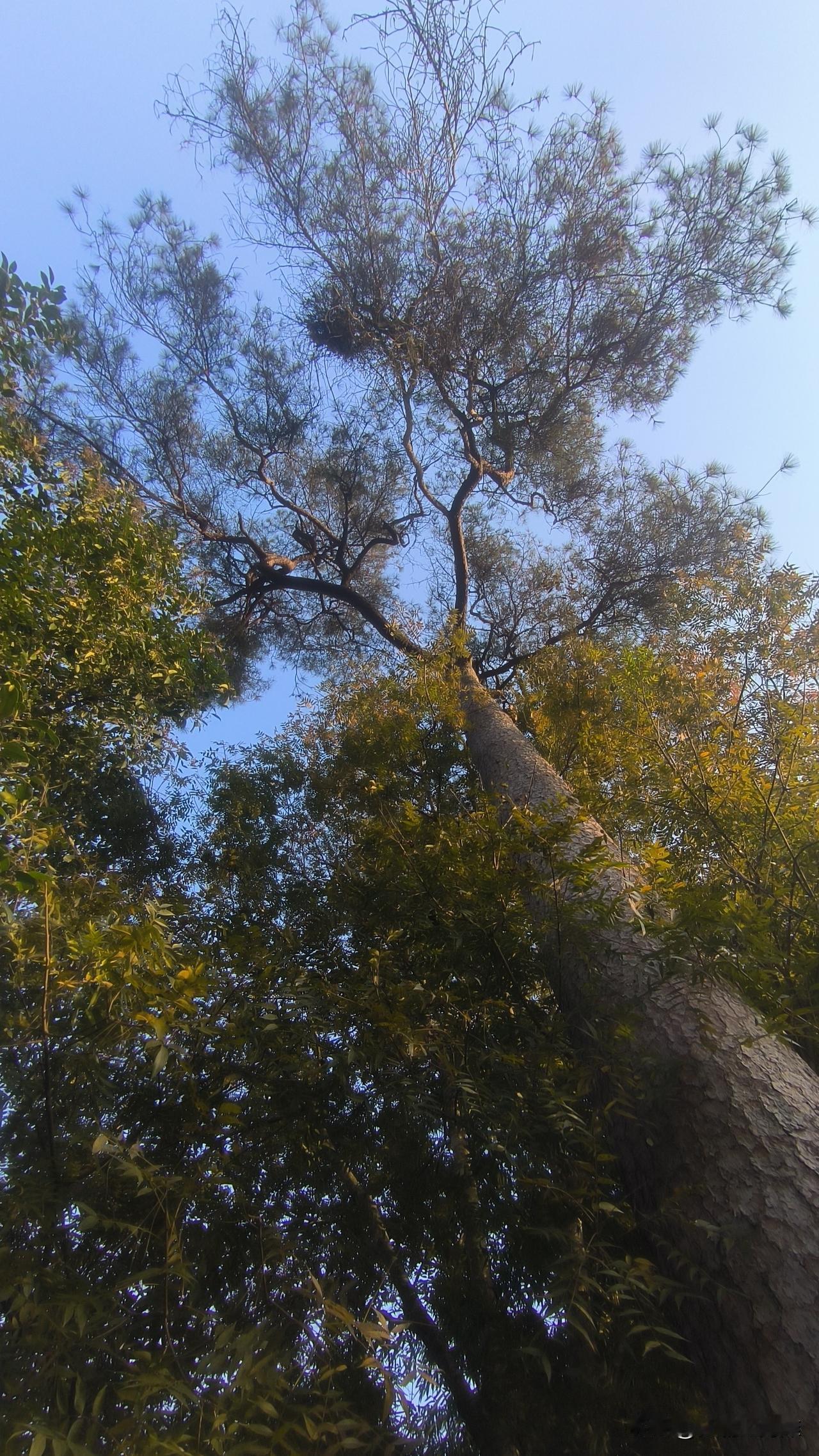 巴中恩阳五棵松，几棵300年古树！村旁老人说，这是巴中向姓祖先栽的五棵古树！这几