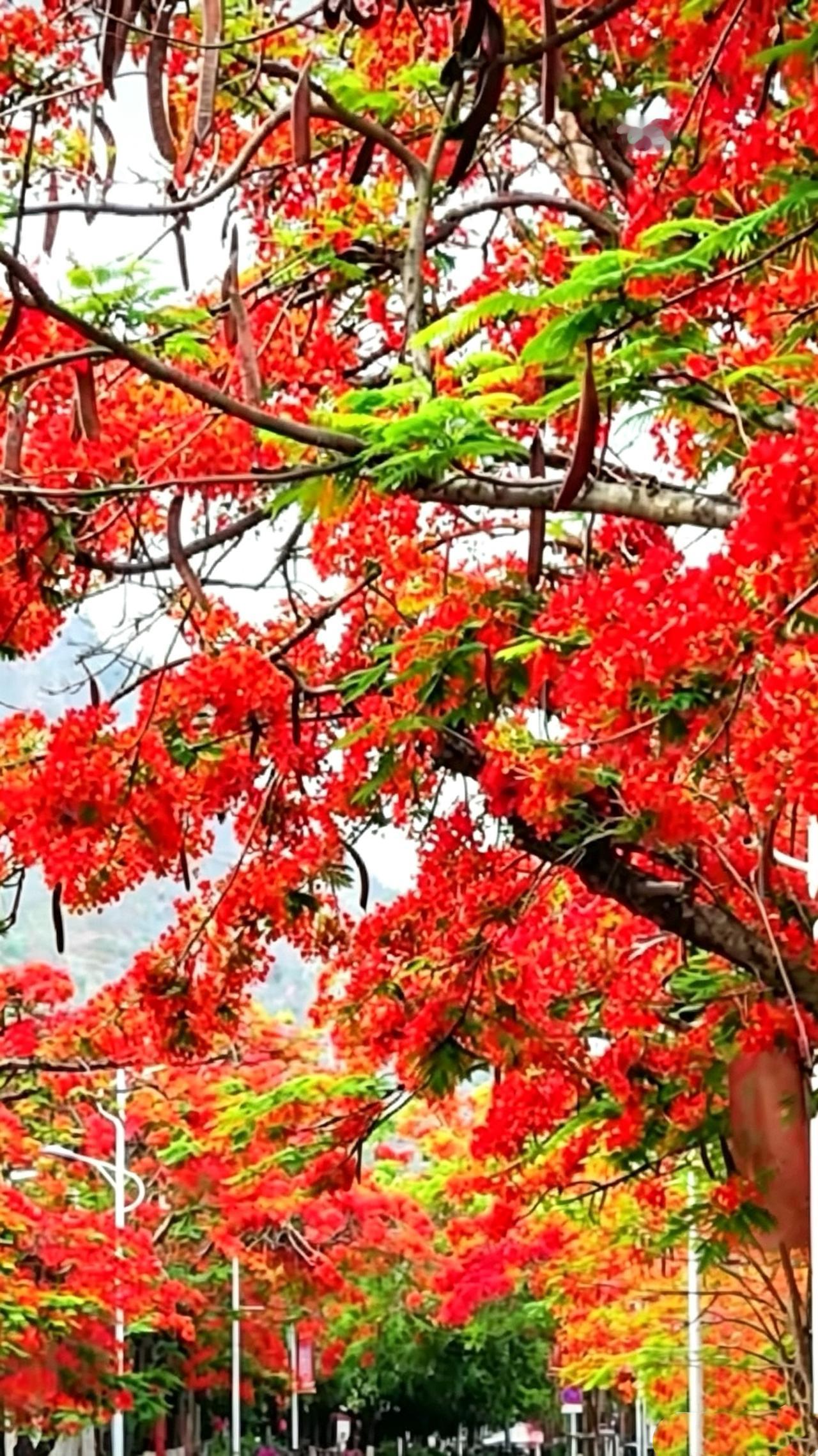 下联：红花朵朵娇。