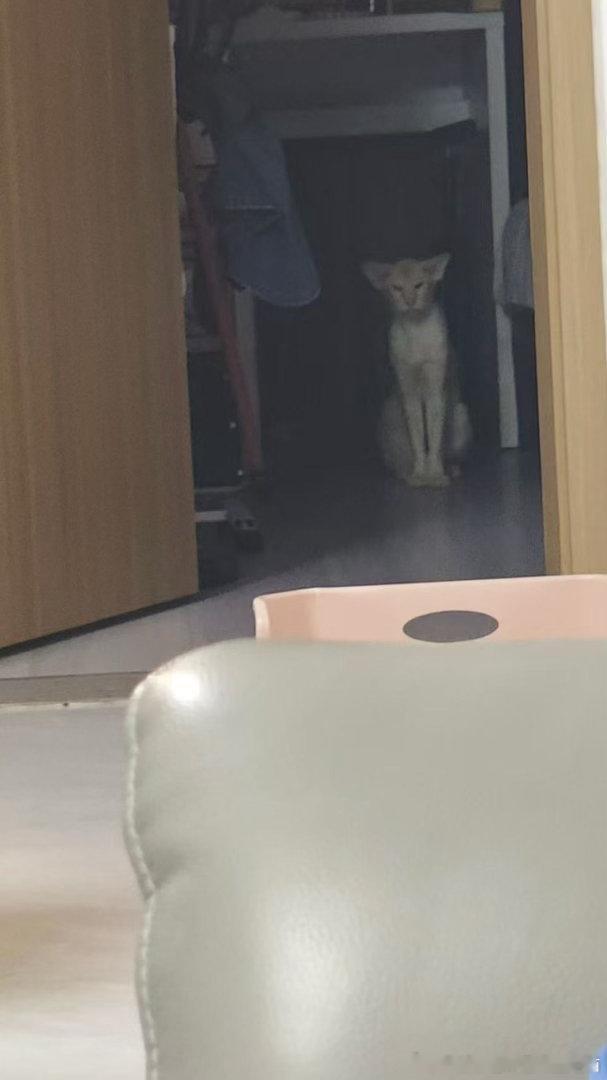 50221【丑猫】这到底是个啥 