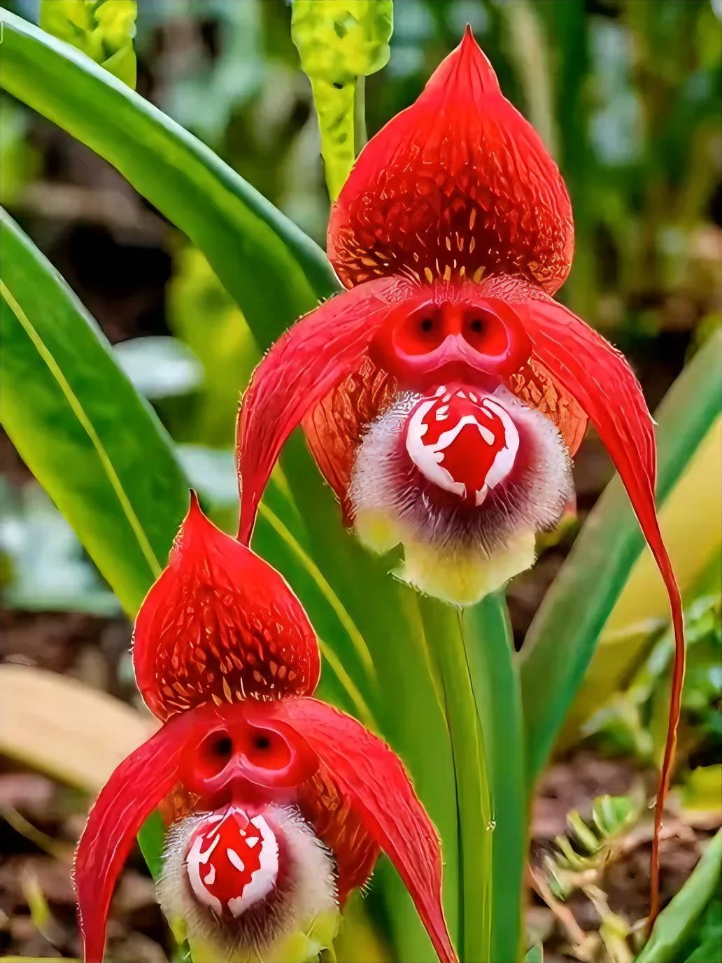 谁懂啊！这玩意儿好看却能搞事情！
家人们谁懂啊！刚瞅见个新奇玩意儿，叶子油亮得能