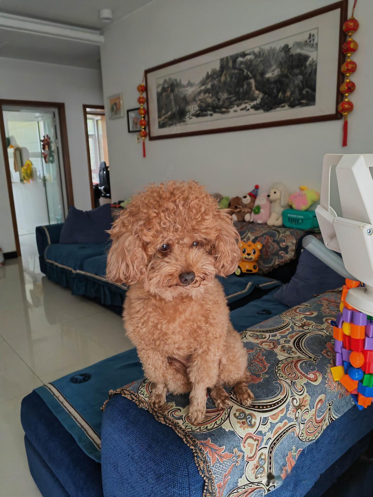 2017年出生的毛孩子，今年才9岁呀，怎么就老了呢？我还没有老呢，你竟然先变老，