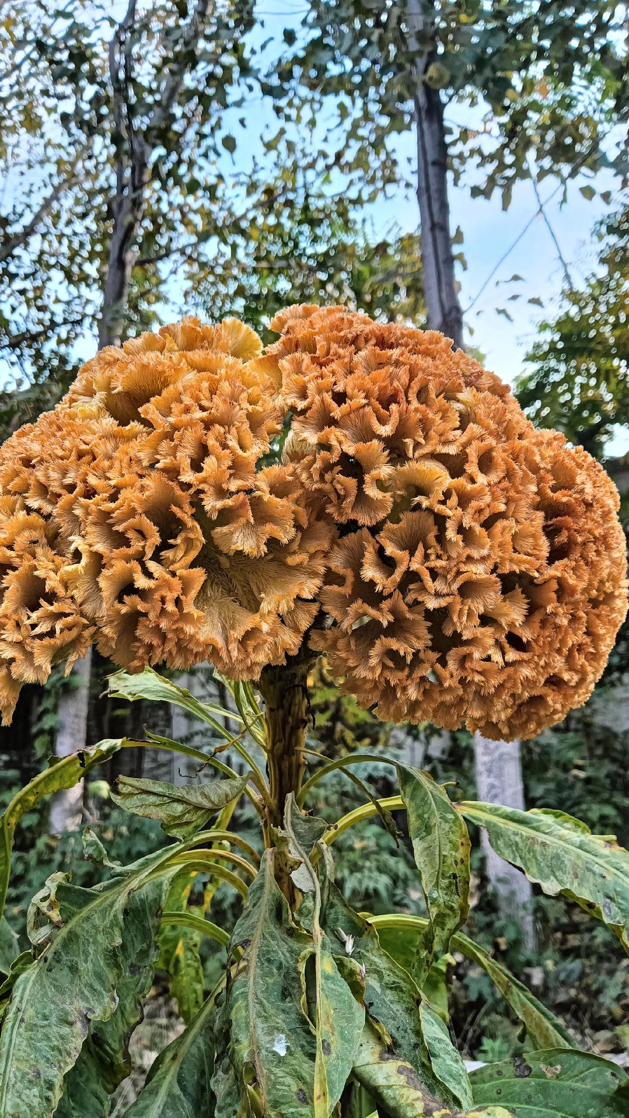 写作业哭着说，往前迈步吧！孩子！