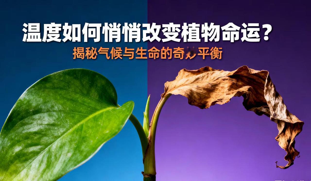 温度是植物生长发育的核心环境因素，如同作物的“生物钟”，直接调控着光合作用、呼吸