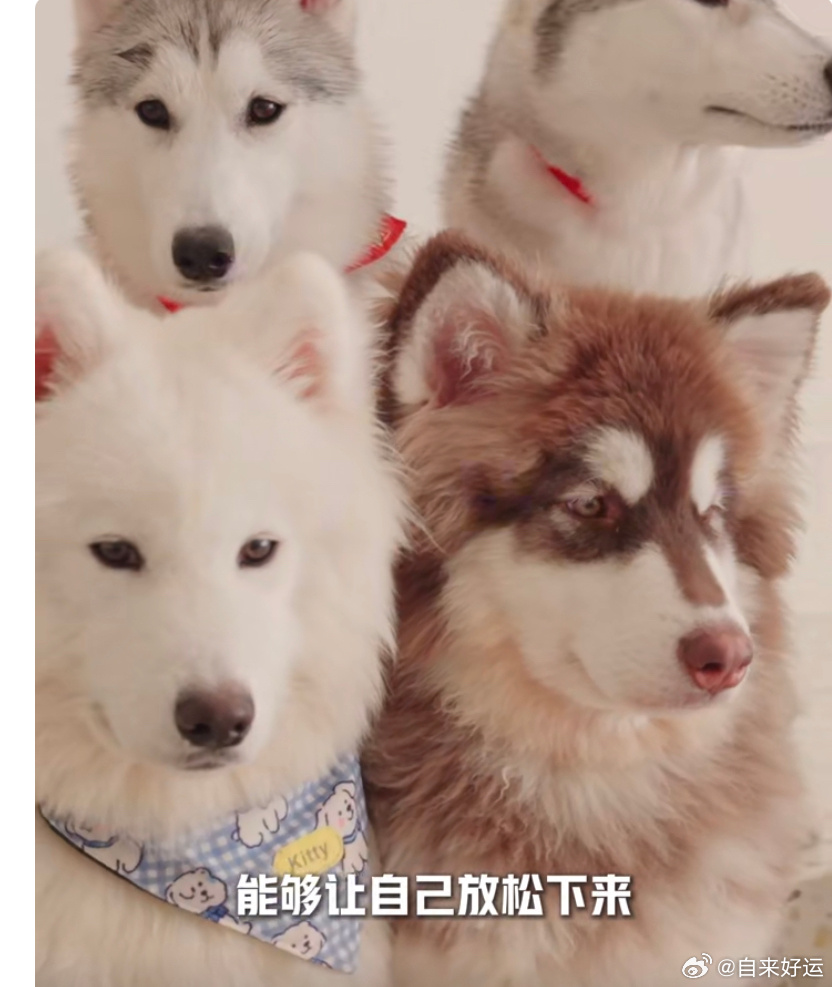 和一群小可爱一起享受悠闲的时光。云团生日vlog