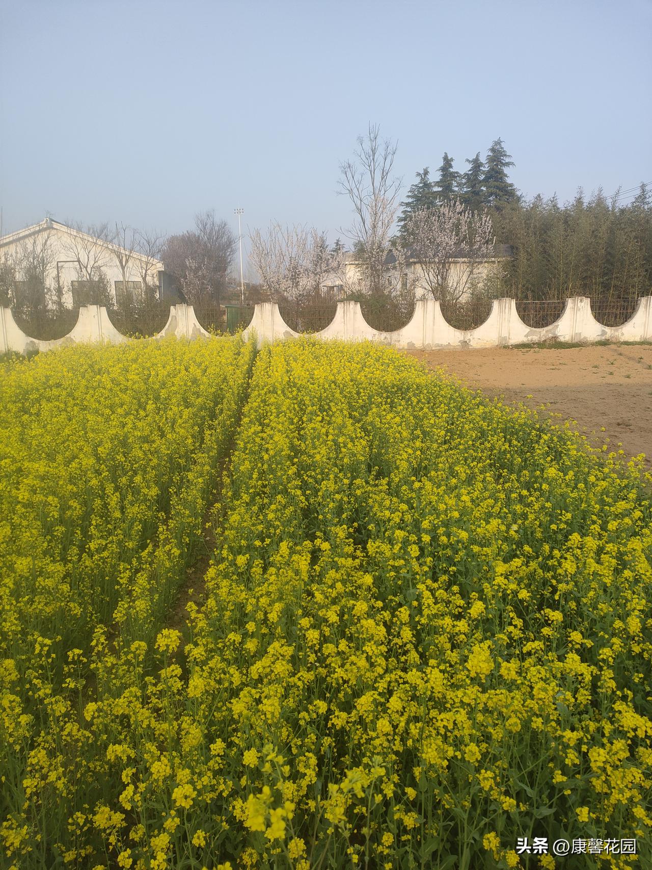 金黄花海，春日限定的治愈系风景

看这大片油菜花，阳光一照，简直像打翻了的调色盘