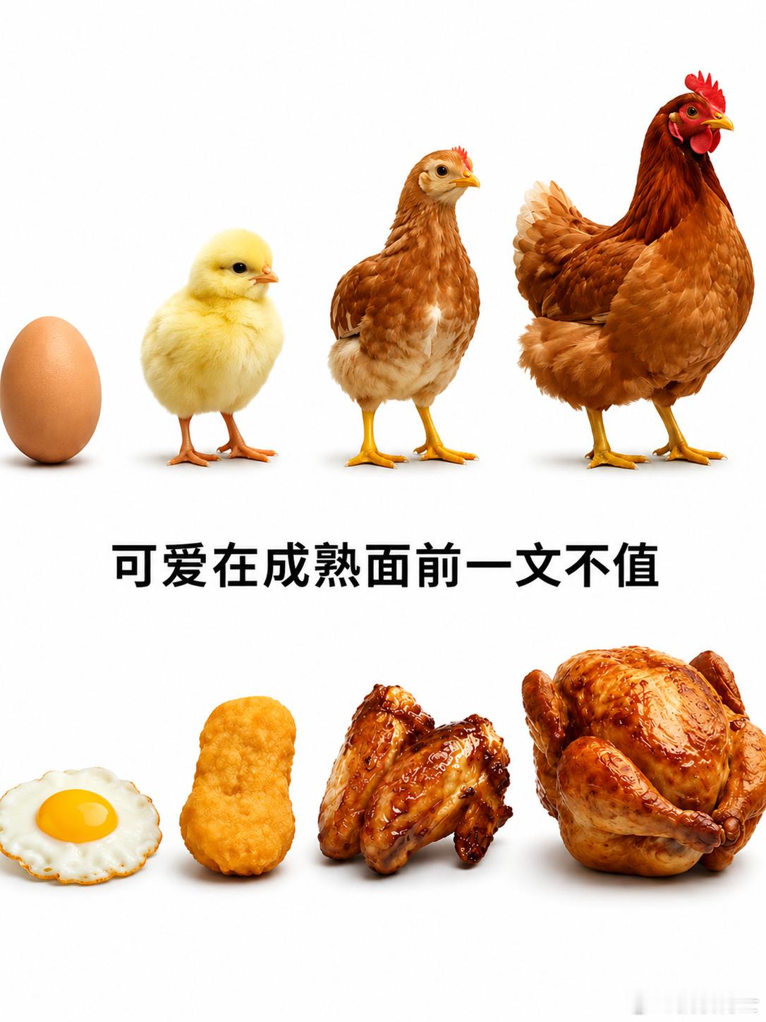 鸡是个好东西，蒸炒炖烤皆宜，而且越老越香