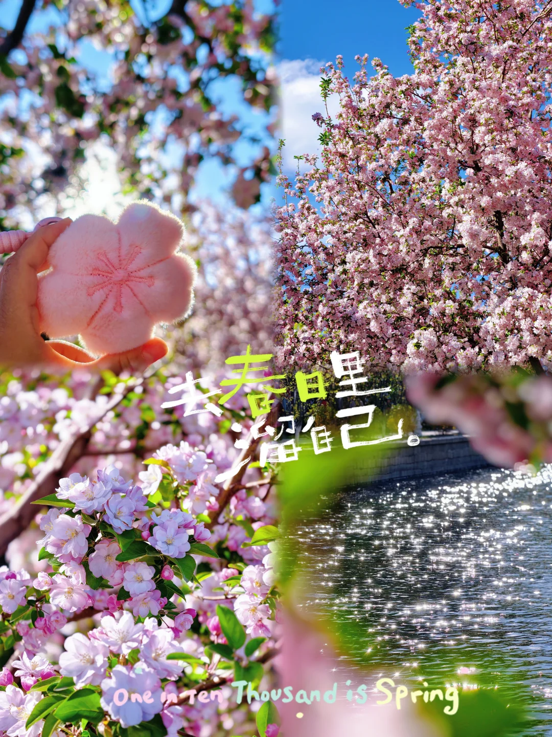 4.5随手拍的海棠花溪，满开，正当时！