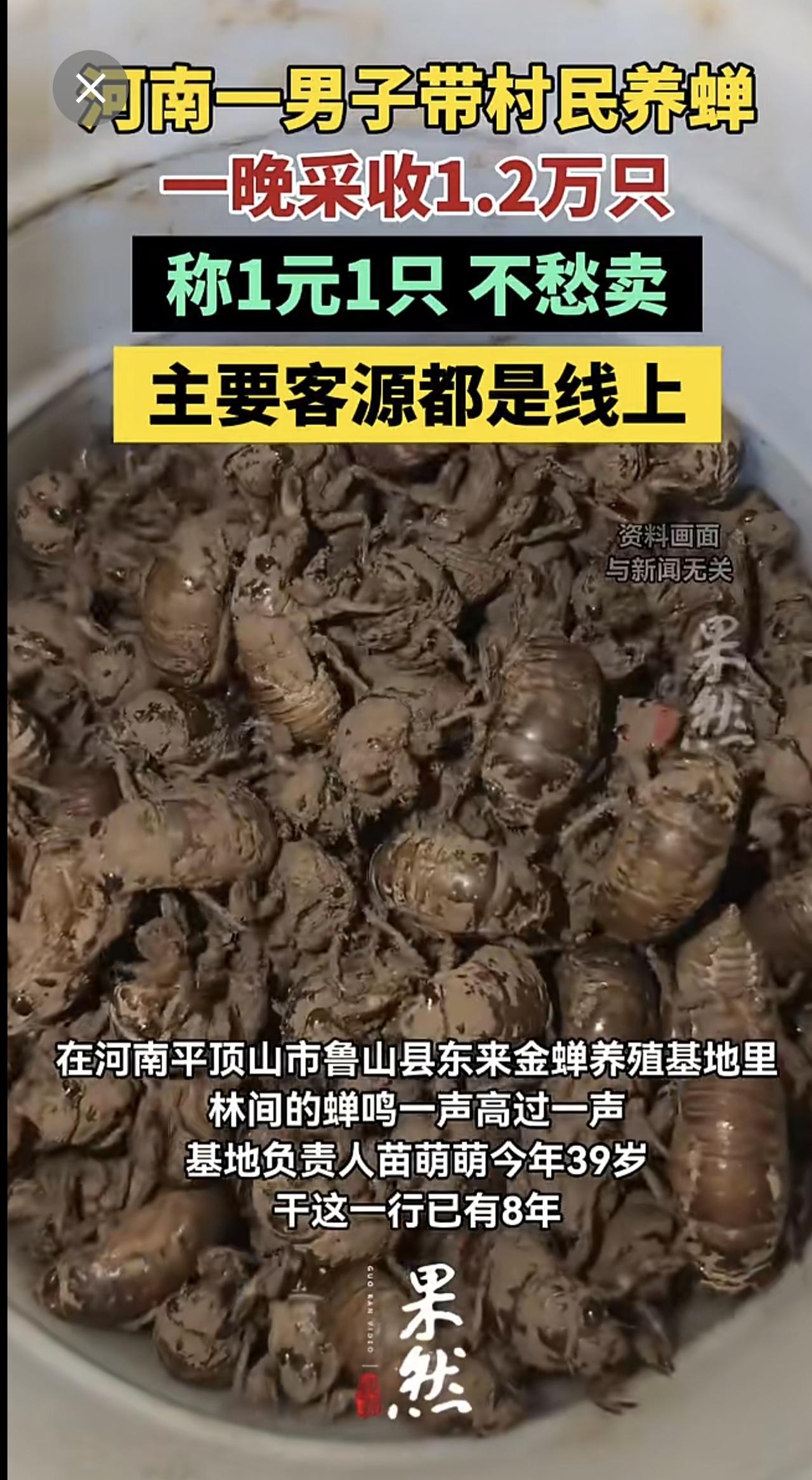 男子带村民养蝉，称1元1只不愁卖。