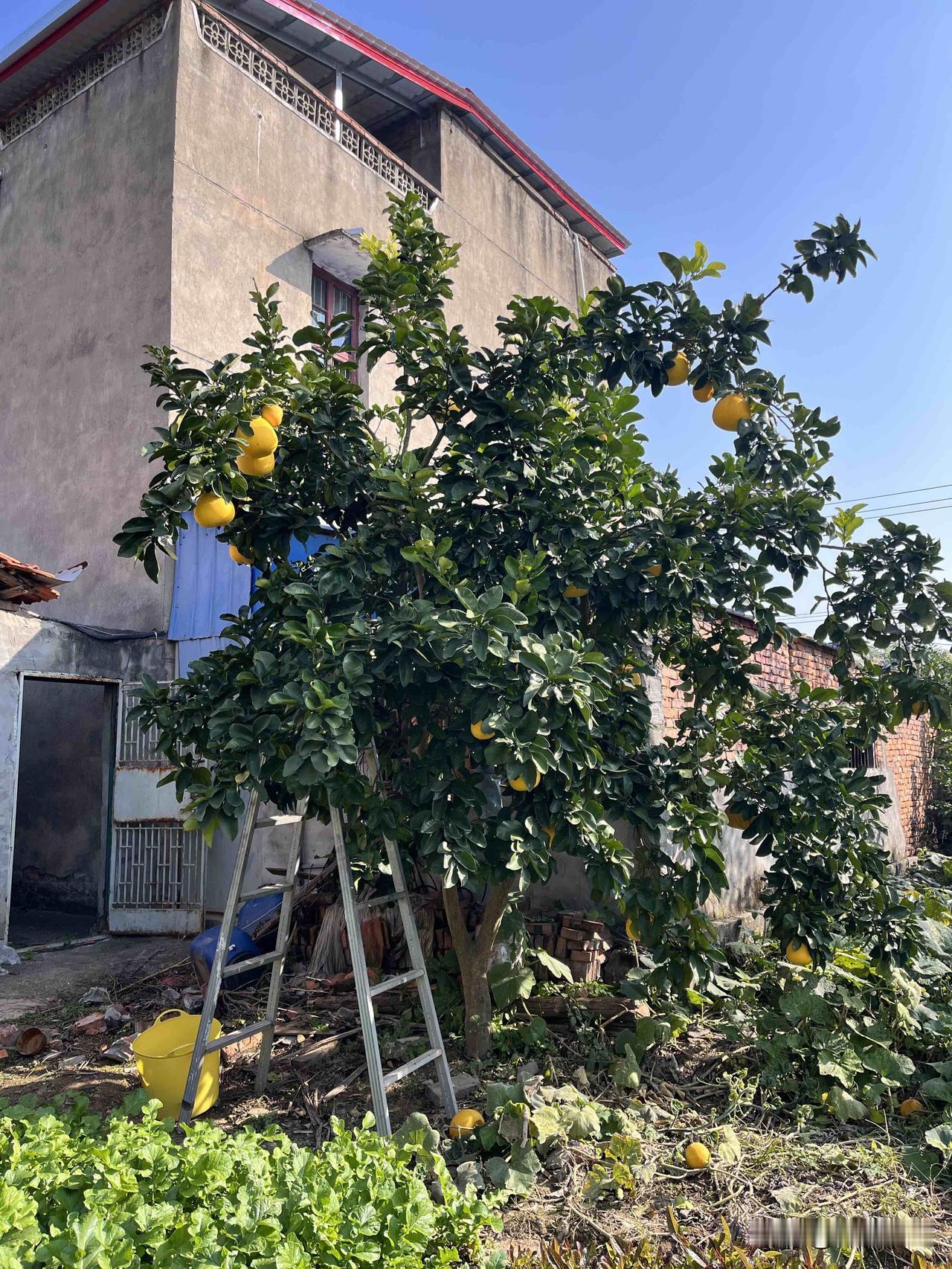 这周可太折腾了——为了应付检查，硬生生上了7天班！这检查的咋偏挑周末来啊？平时上