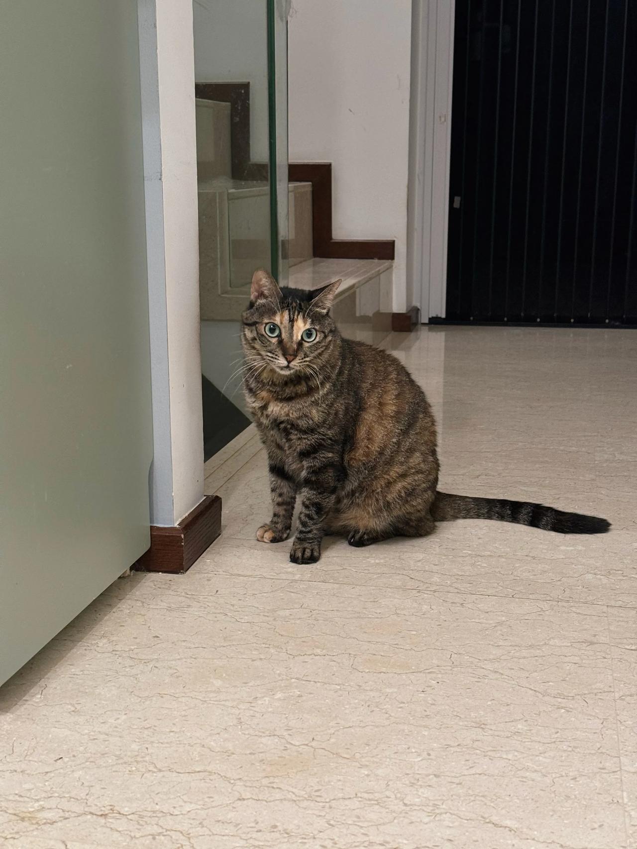 越喊越跑的猫～
#萌宠# #猫咪#