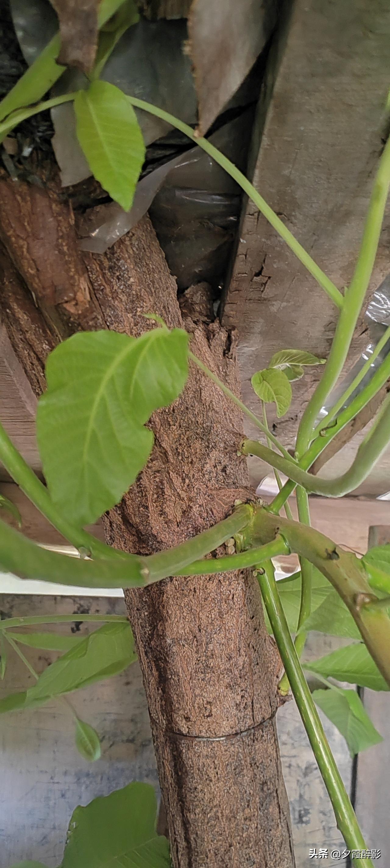 （纯原创）
枯木逢春 思念无期

昨天回老家，推开那扇很多年没开过的柴房门。
 