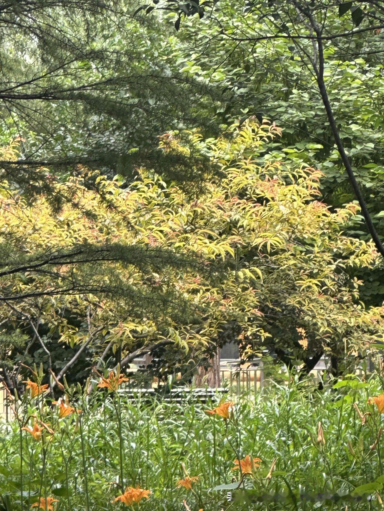 夏日的公园简直是宝藏之地！公园里工作日去简直太惬意了。清风拂过，荷塘碧波荡漾，荷