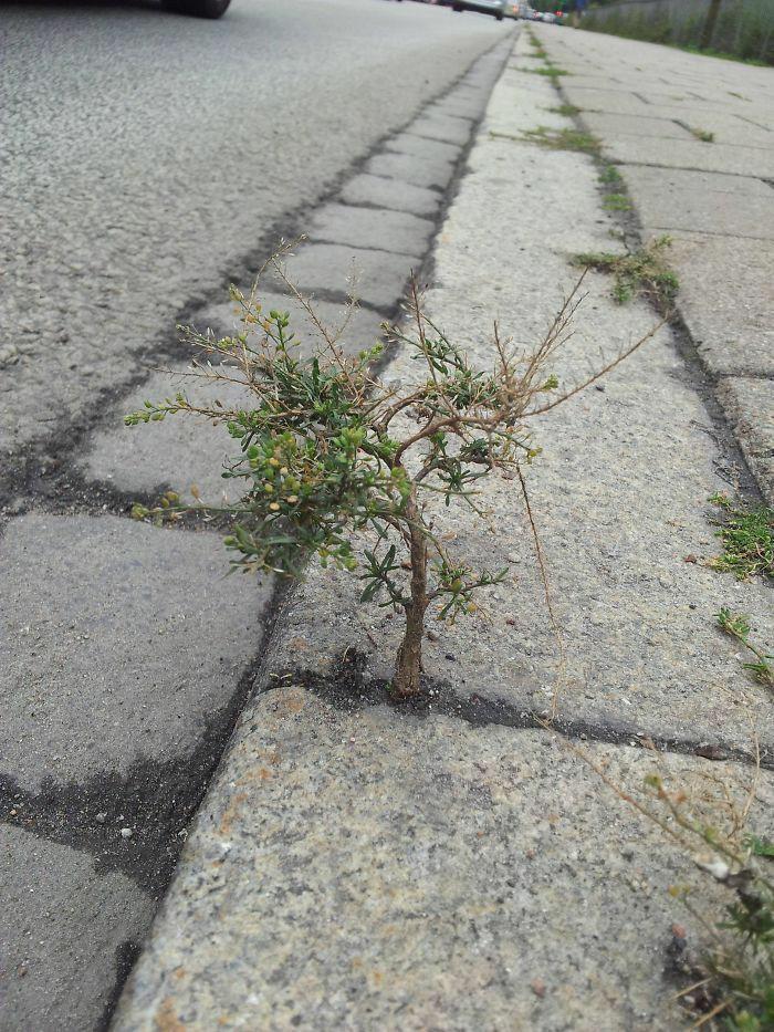 这是什么植物？居然如此顽强！
要是能把它挖回去做盆景，一定非常不错！