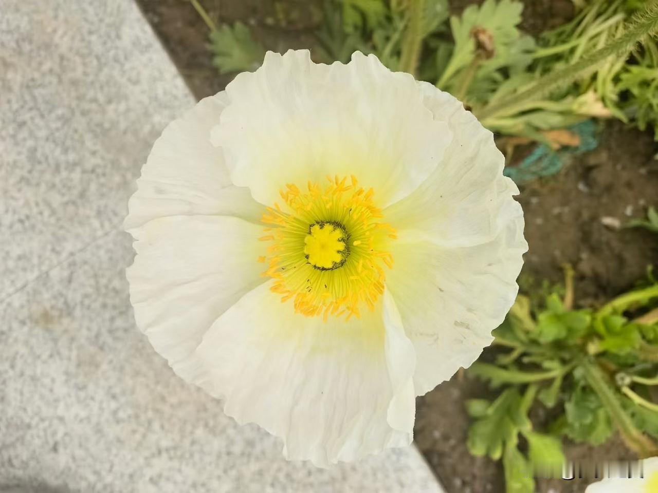 【小对联】
上：……？
下：孺子牛。