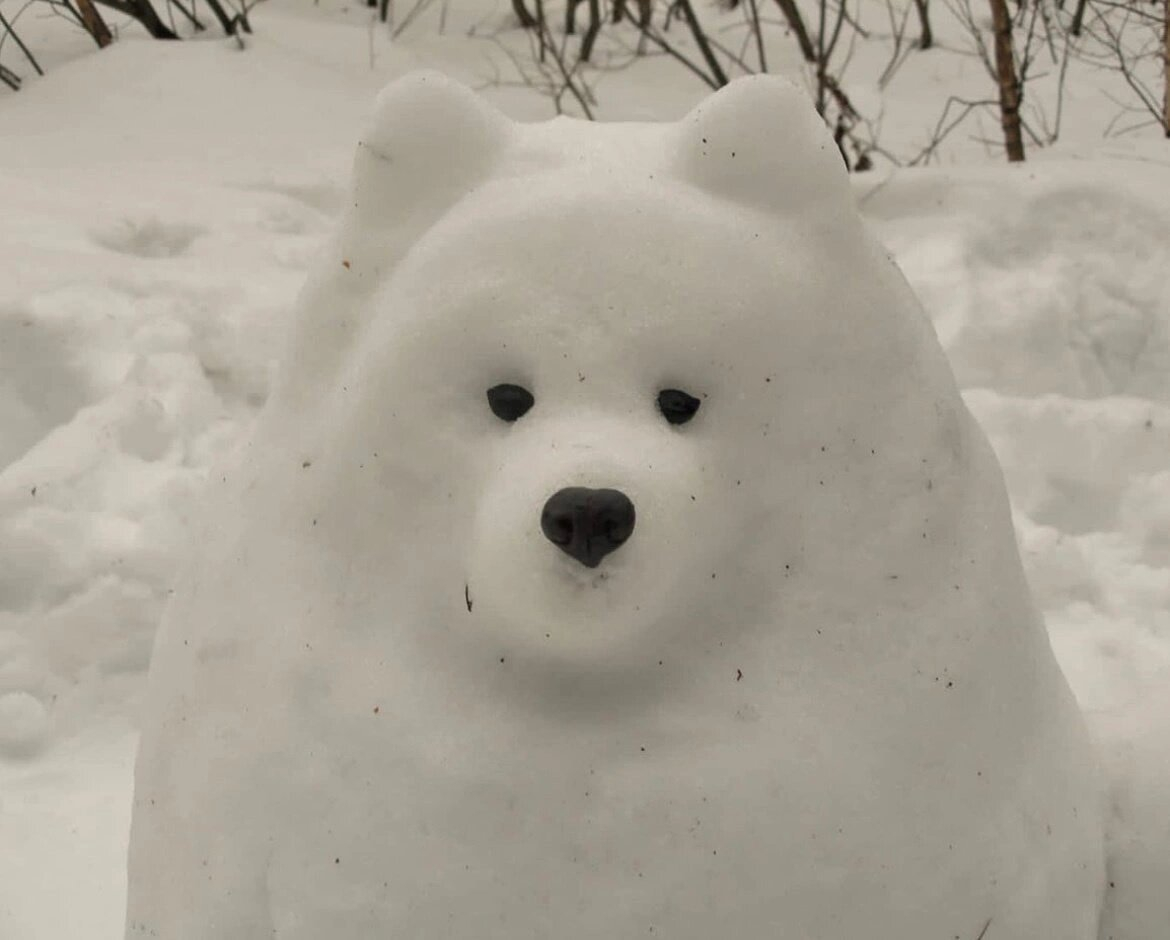冷知识：萨摩耶是雪做的 