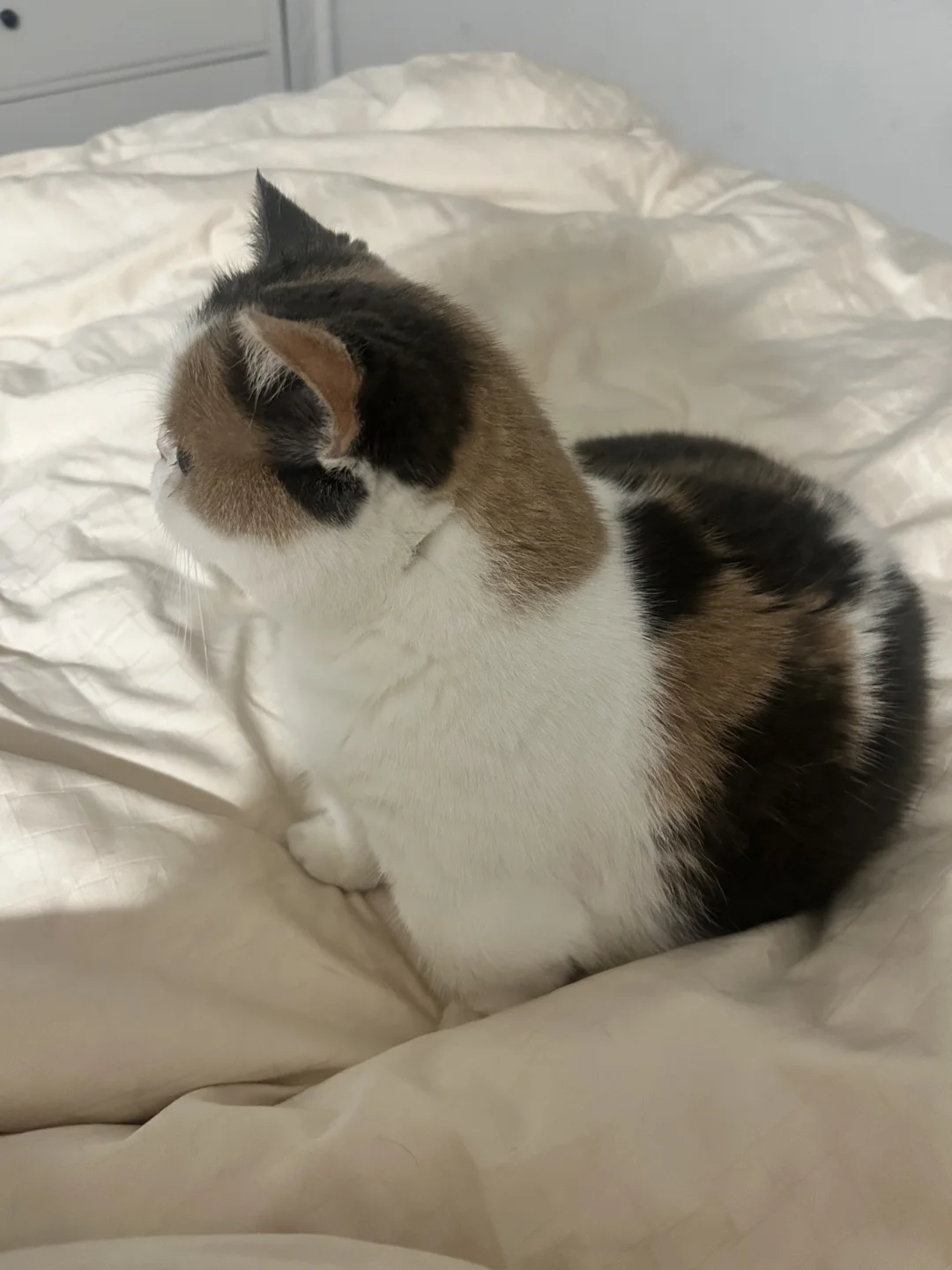 天冷了，床上长满了猫