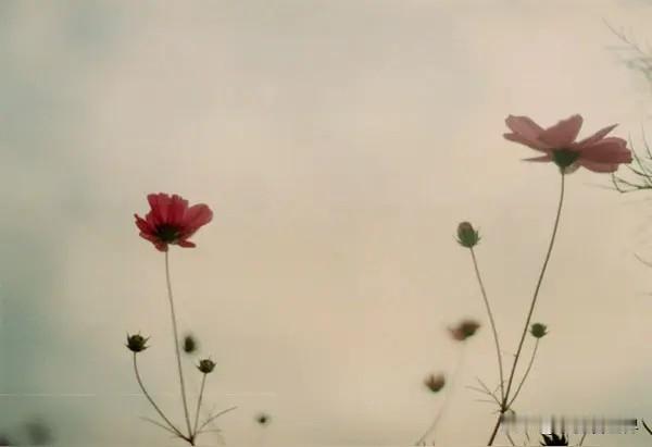 傍晚五点过后，邀请来吃晚饭的堂哥堂姐们都还没有来！姑姑和我站在大堂里，她有点心神