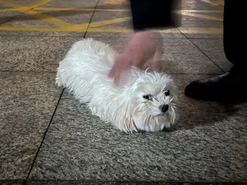 杭州捡到流浪马尔济斯找领养啦